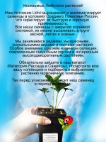 Морозник Красный с белой окантовкой Дабл Ред Уайт