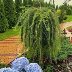 Лиственница европейская Пендула на Штамбе 180 см (Крона молодая) Закупка М49 весна 2026