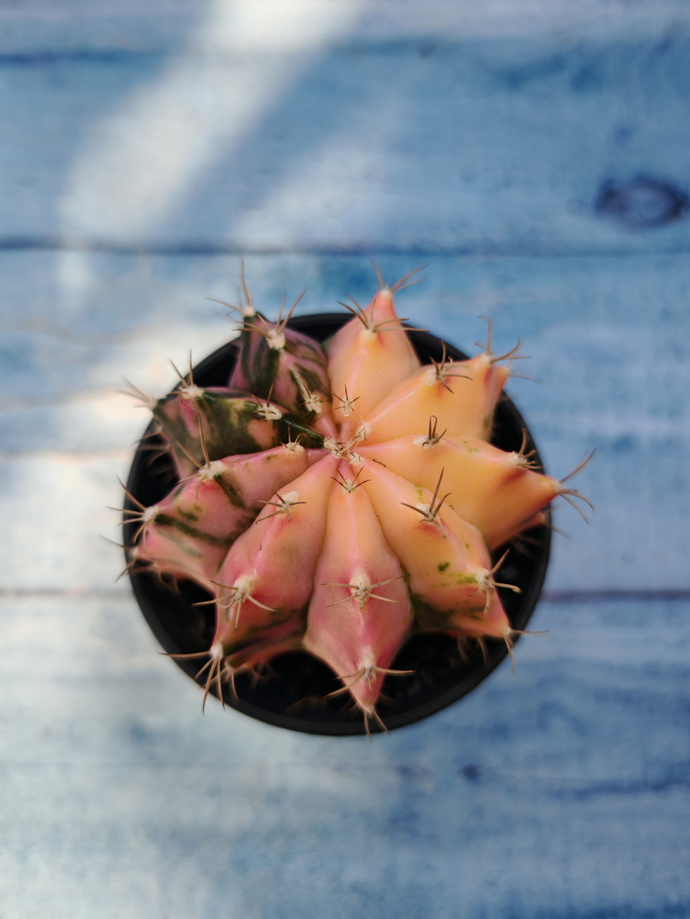 Gymnocalycium Variegata (Гимнокалициум Вариегатный)