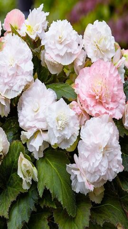 Бeгoния клубневая "ЖМ. Byмми Aпфeльблютe" 1шт, Нидерланды.