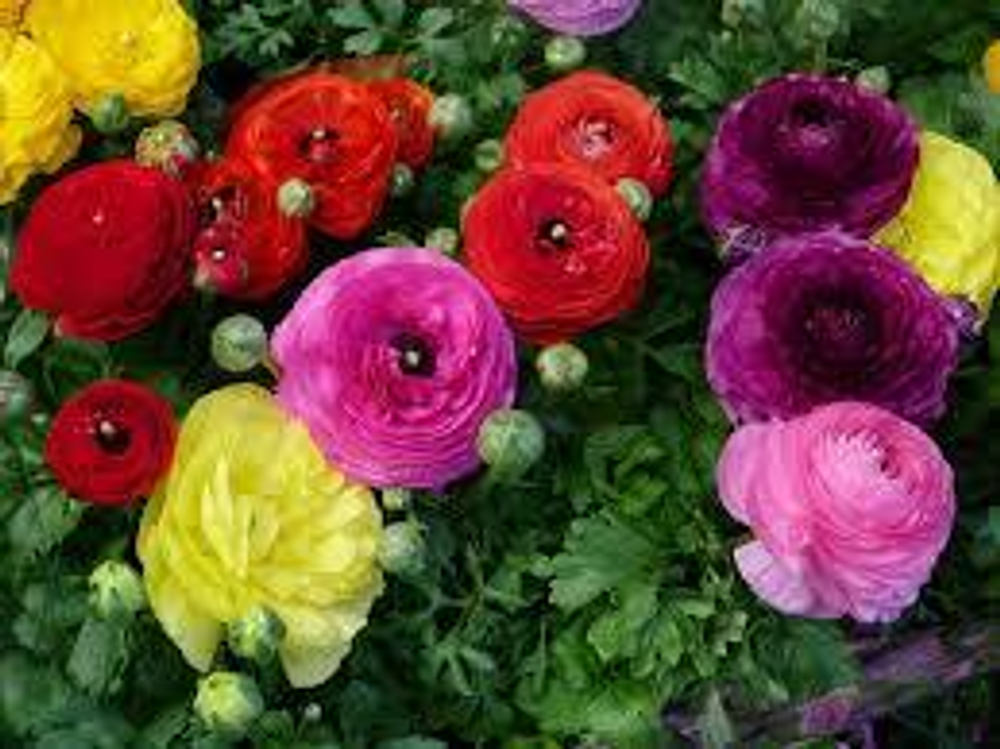 Ranunculus Asiaticus MIX ( луковицы 7/8)