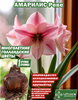 Амариллис, Реве, луковица цветов, 1шт