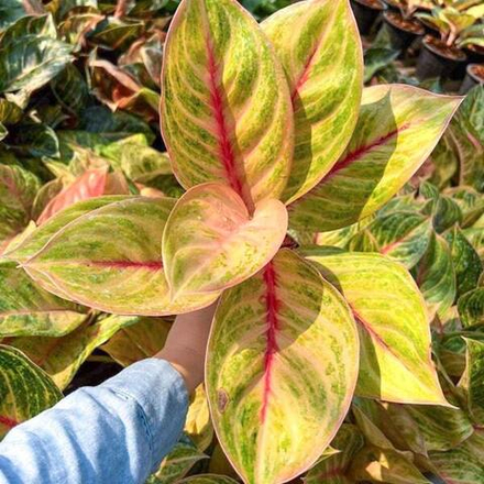 Аглаонема MEKASARI