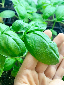 Базилик зелёный в горшке