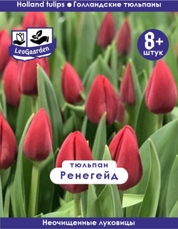Тюльпан Луковица, Ренегейд, 8+ шт