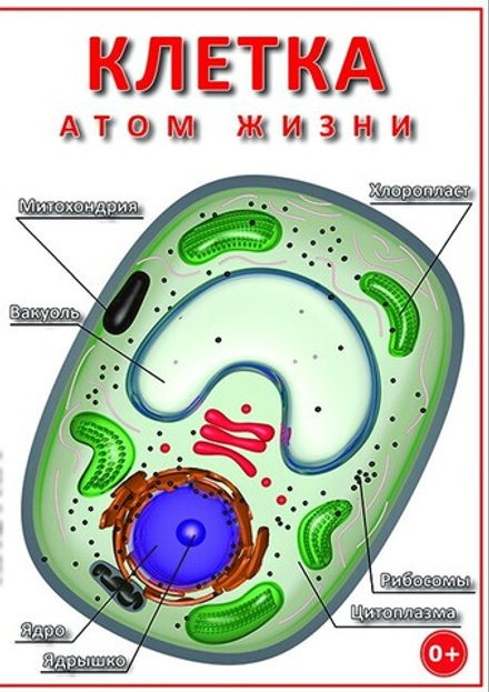 Клетка - "атом жизни"