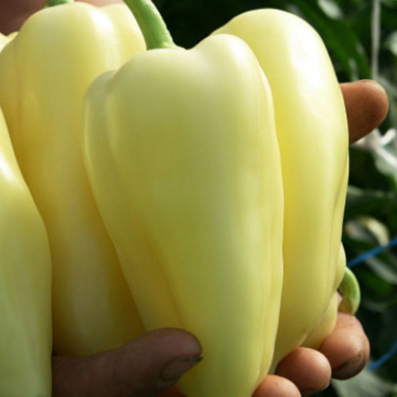 ХАСКИ F1 семена перца сладкого (Enza Zaden | Alexagro) – фото 7