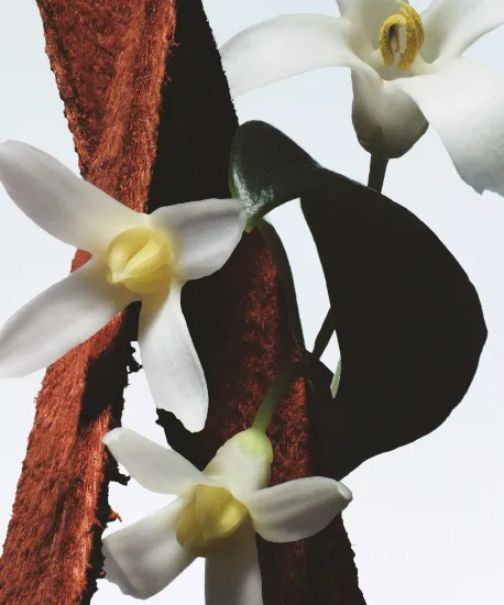 Dries Van Noten Fleur du Mal Eau de Parfum