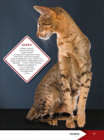 Большая энциклопедия о кошках и собаках