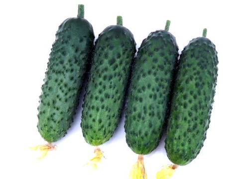 Огурец Самсур F1