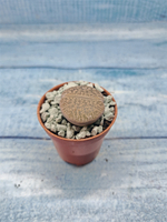 Lithops sp. (Литопсы)