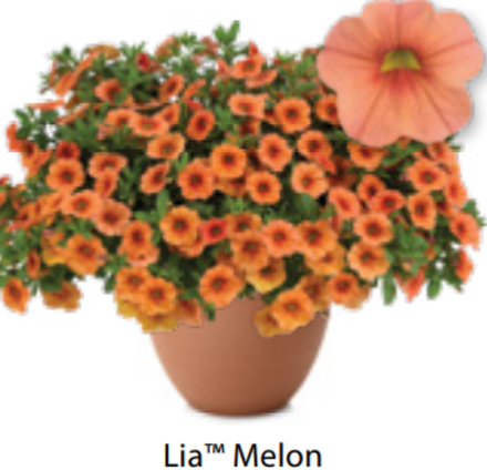 ЕВРО Калибрахоа Lia Melon ОКС укорененные черенки 15-20 февраля