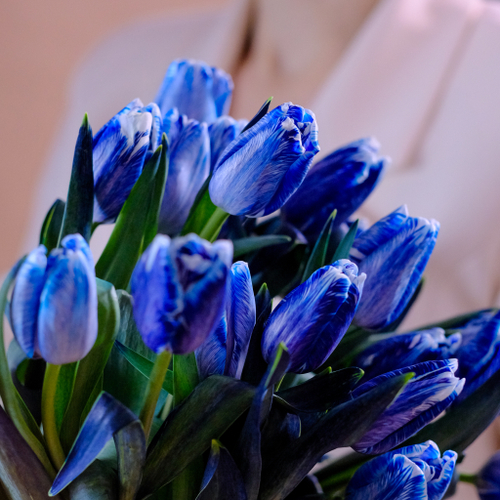 Купить Букет 51 тюльпан Blue Color