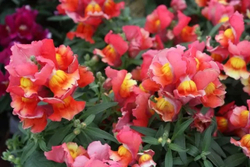 Львиный зев Флорал Шауэрс Дип Бронз (50шт) Витагрин Профи