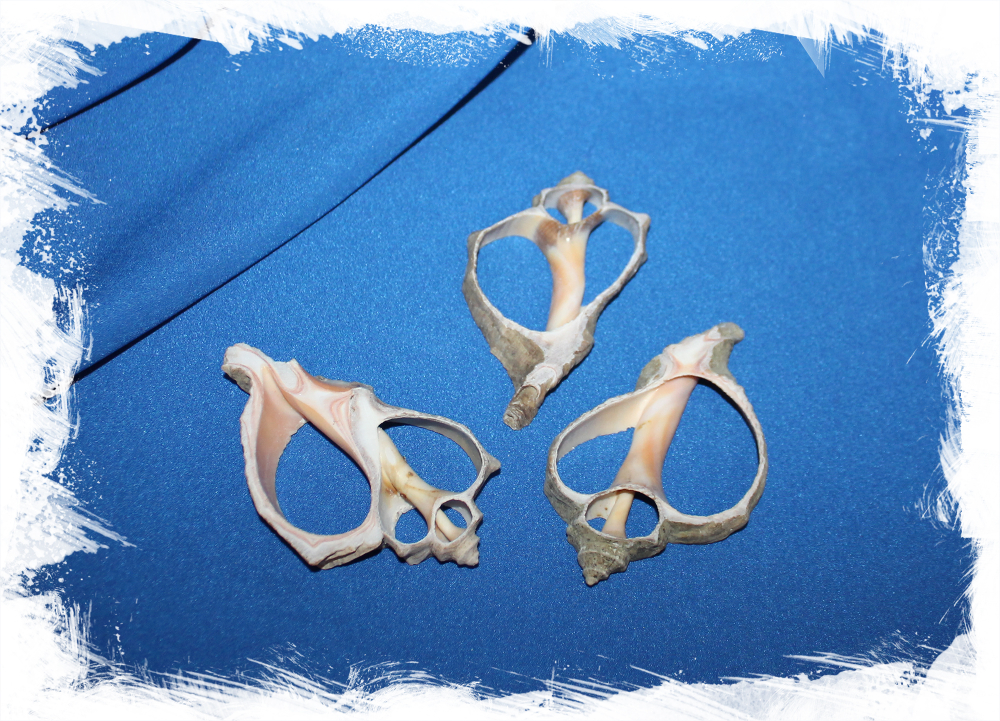 Срез ракушки для рукоделия