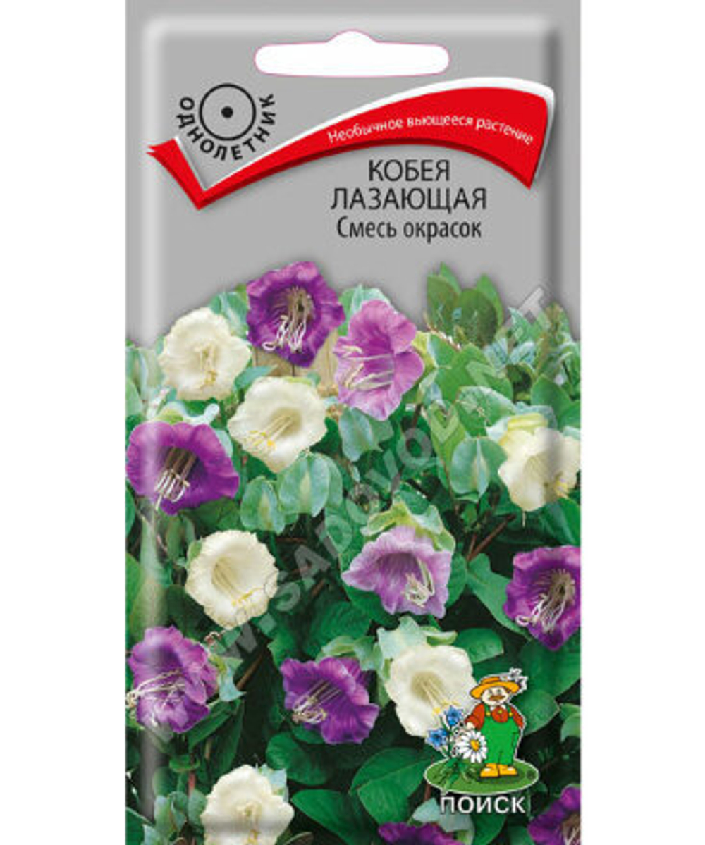 Кобея лазающая смесь окрасок 5шт