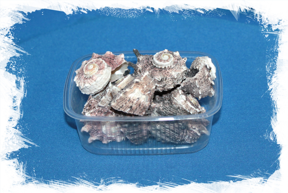 Ракушка Angaria delphinus