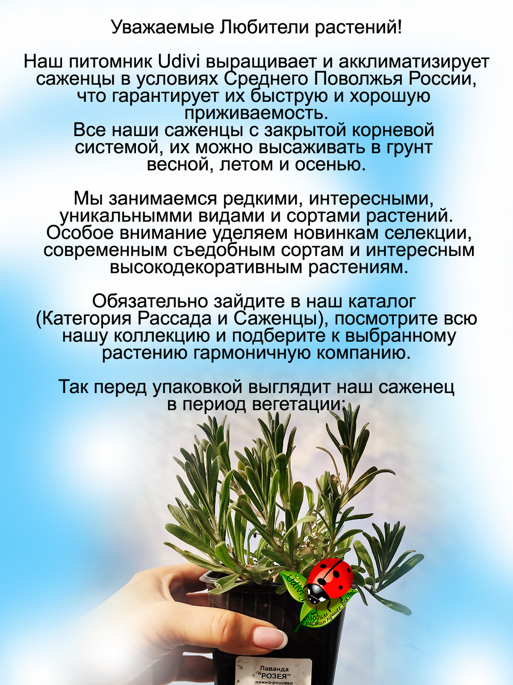 Лаванда Розея розовая узколистная многолетняя