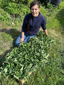 Капсулированная крапива