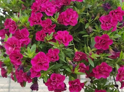 К3 Калибрахоа aloha double purple