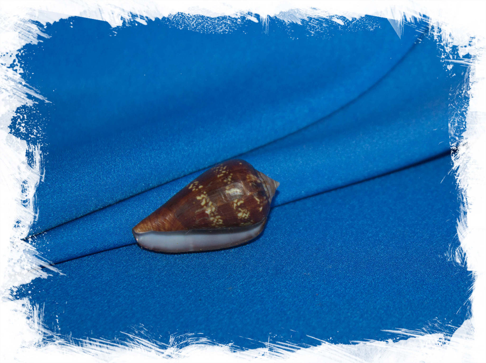 Раковина Conus guinaicus