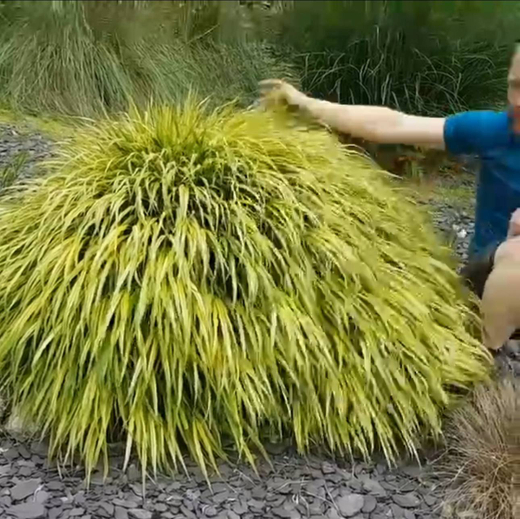 Хаконехлоя большая Ауреола С2 Закупка М38