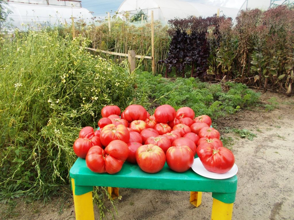 Легендарная Сызранская Розовая Ранняя Помидора