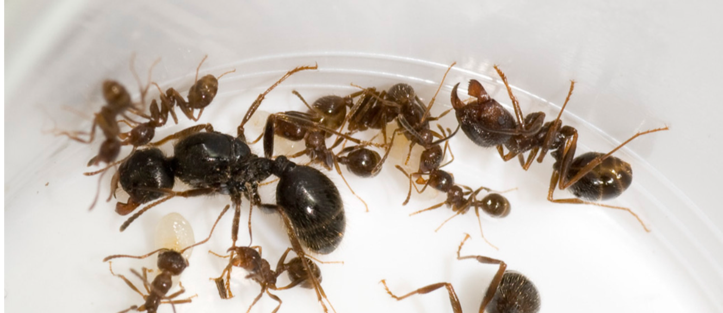 Какие муравьи купить новичку?