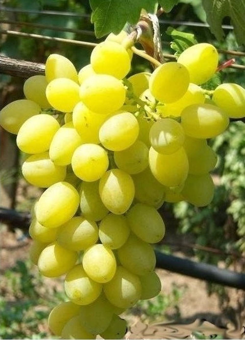 Виноград Аксинья (-23)