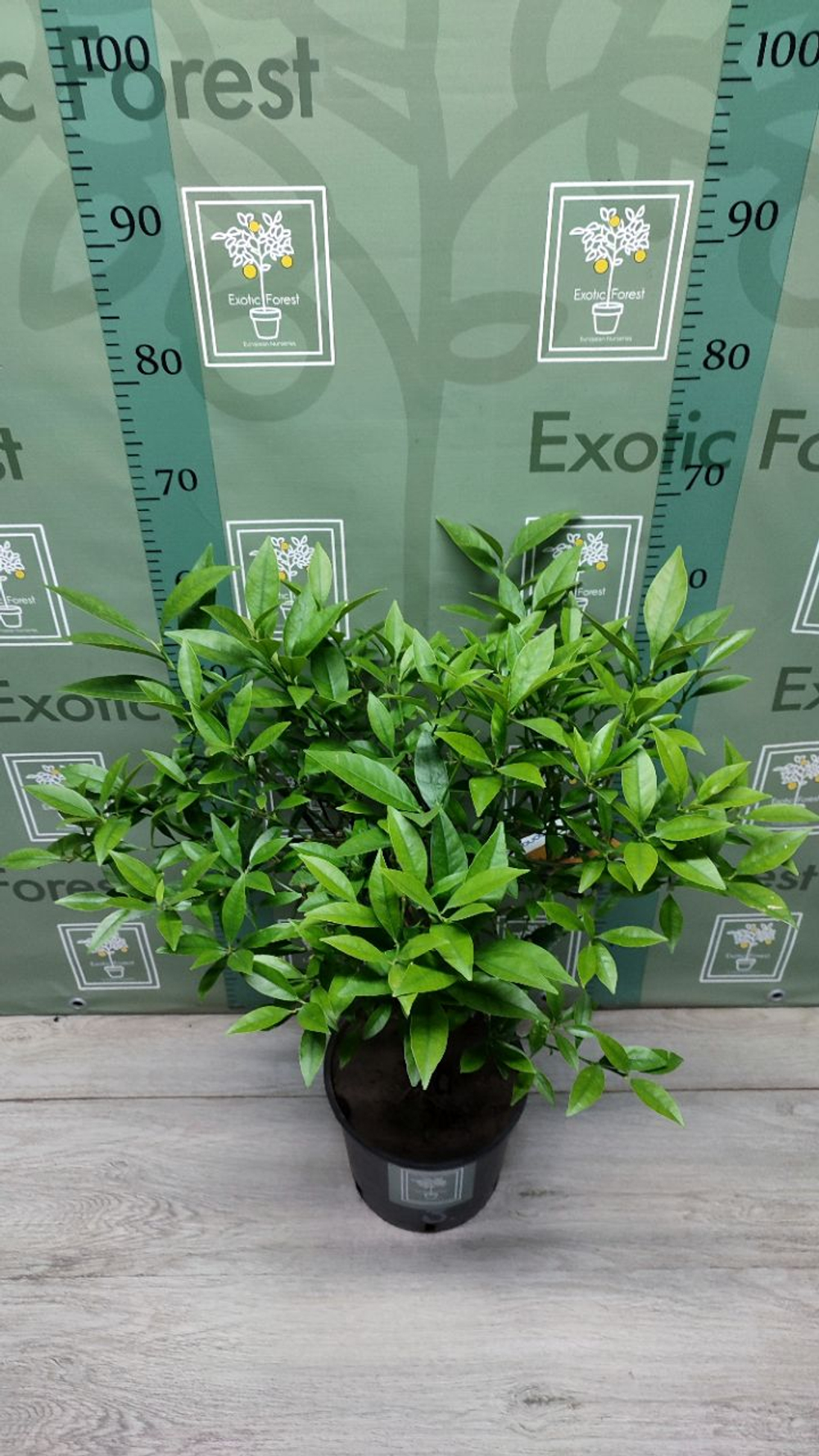Lemonquat
