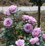 Роза чайно-гибридная "Waltz Time"