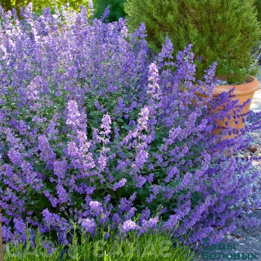 Котовник "Faassenii Blue Wonder"