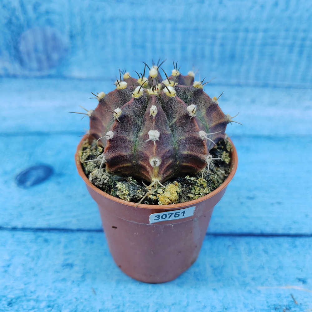 Gymnocalycium Friedrichii (Гимнокалициум)