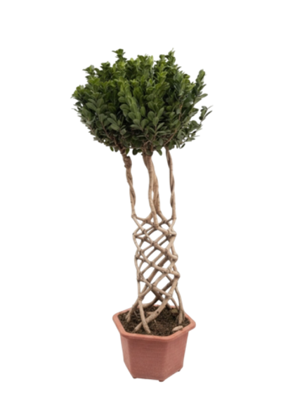 Фикус Dragon Pillar Ginseng д.43
