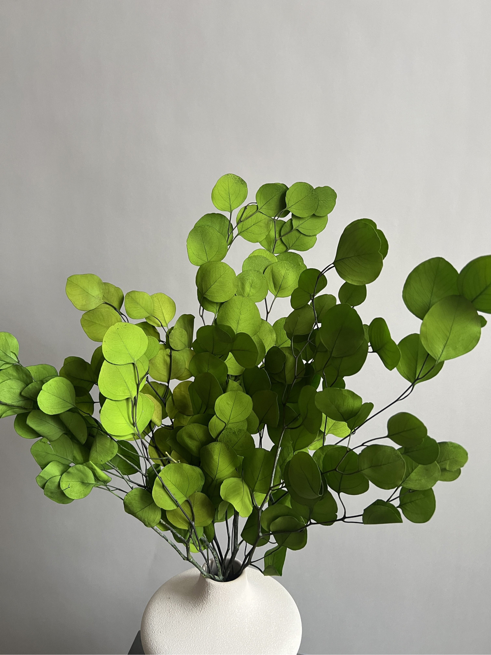 Эвкалипт Популус стабилизированный салатовый