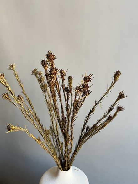 Леукадендрон хаки