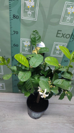 Cedro Maxima
