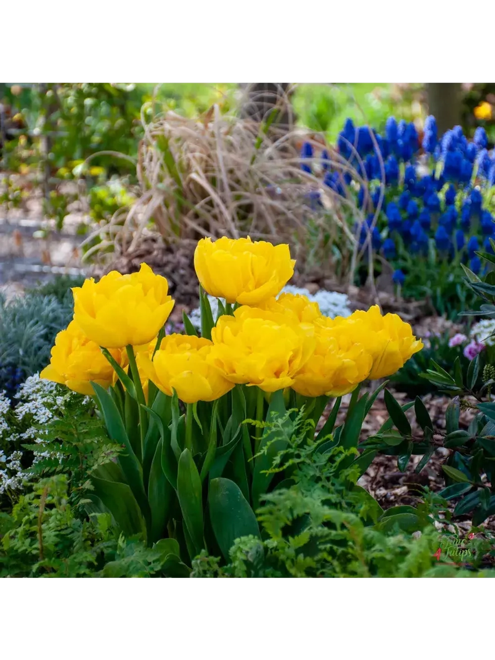 Тюльпаны пионовидные ,луковицы сорт LIMOUSINE желтые (4шт)