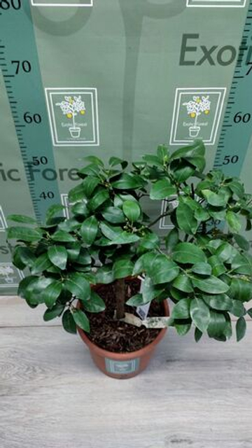 C. deliciosa × C. sinensis “Tangor Ortanique”