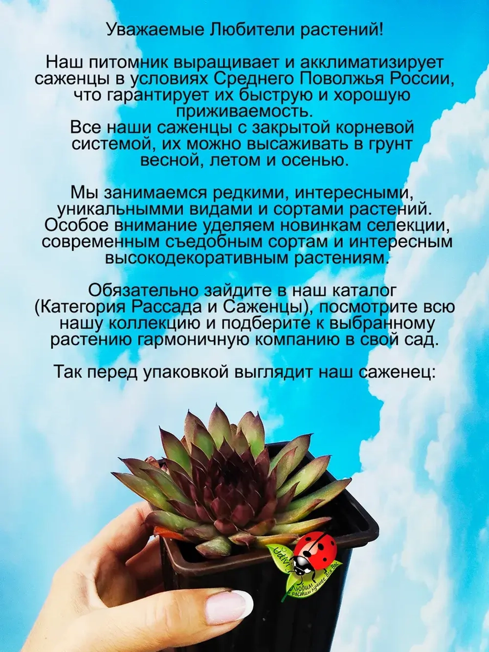 Молодило Бордо Хит бордово изумрудное