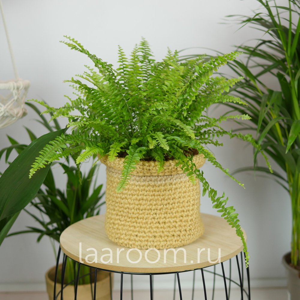 Нефролепсис Грин Леди 17/45