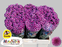 Madiba Pink Tyolo (NL)