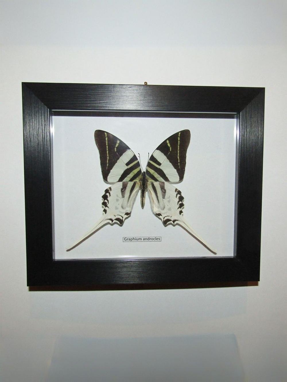 Графиум Андроклес в рамке