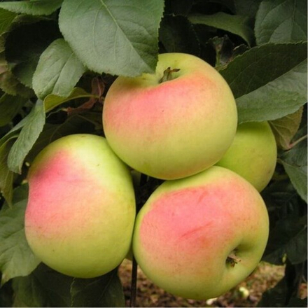 Яблоня ИМРУС