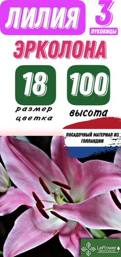 Лилия Луковица, Эрколона, ЛА-гибрид, разбор 22/24, 3 шт