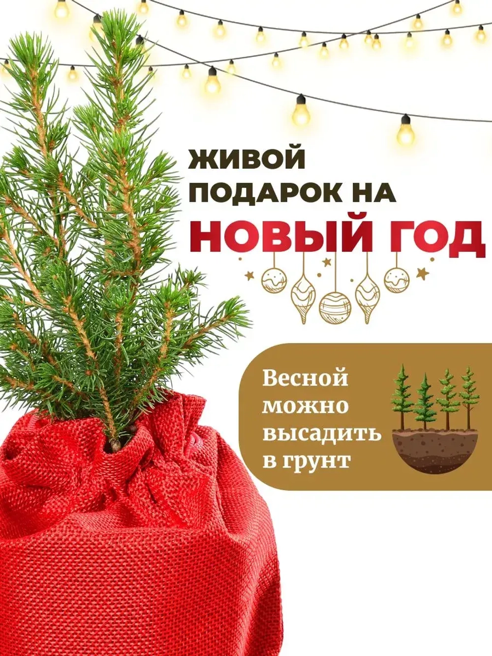 Саженец Ель Коника новогодняя