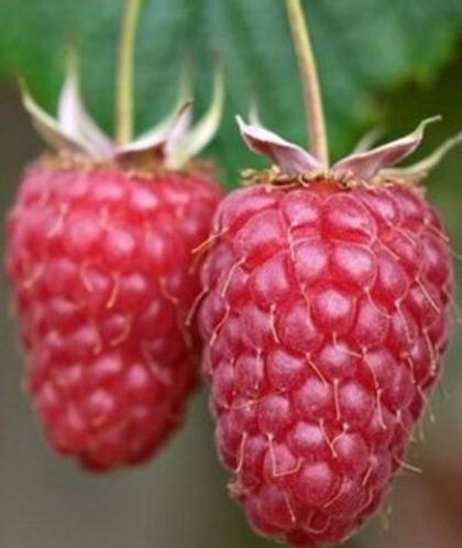 Малина крупноплодная Гордость России