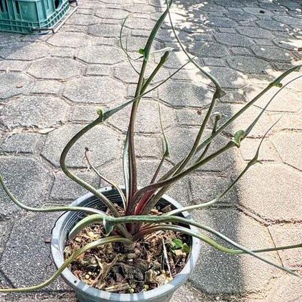 Алоказия FLYING SQUID