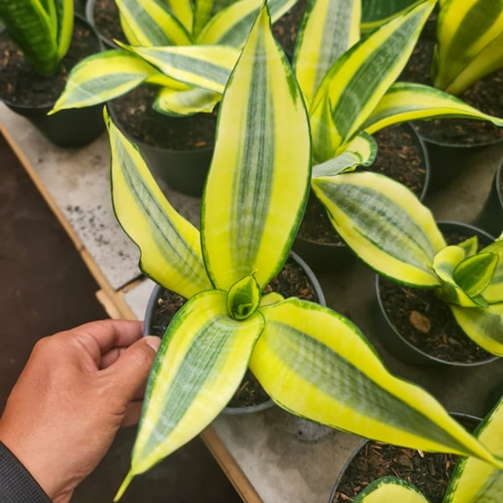 Сансевиерия ASAHI